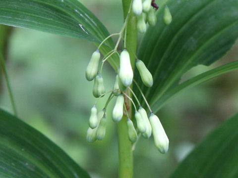 Polygonatum falcatum