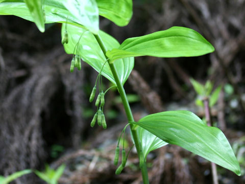 Polygonatum falcatum