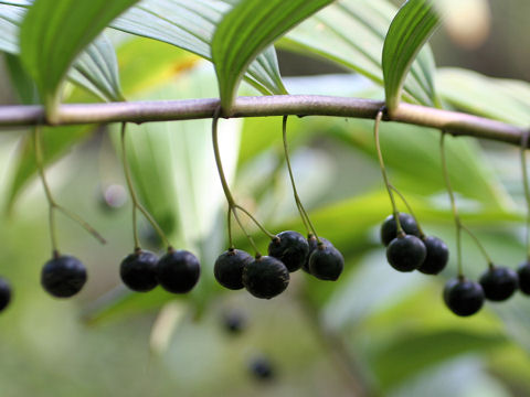 Polygonatum falcatum