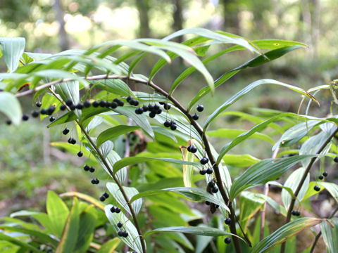 Polygonatum falcatum