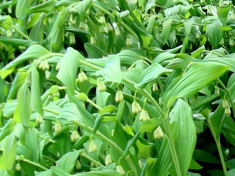 Polygonatum falcatum