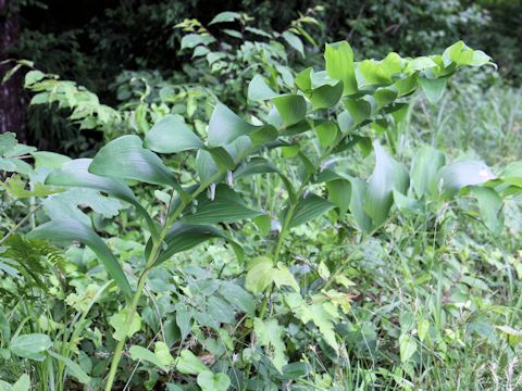 Polygonatum falcatum