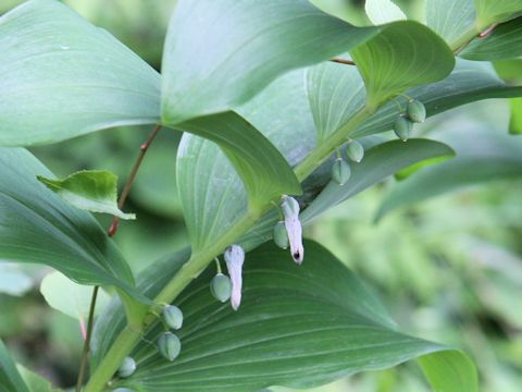 Polygonatum falcatum