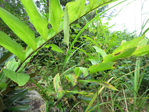 Polygonatum falcatum