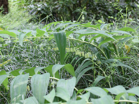 Polygonatum falcatum