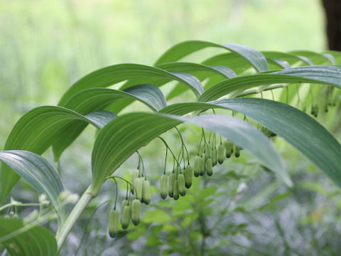 Polygonatum falcatum