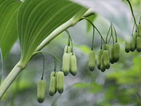 Polygonatum falcatum