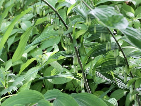 Polygonatum falcatum