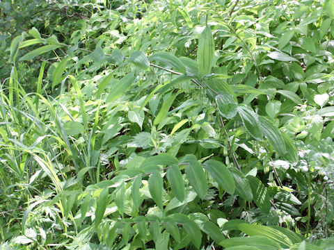 Polygonatum falcatum