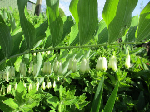 Polygonatum falcatum