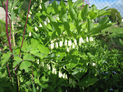 Polygonatum falcatum