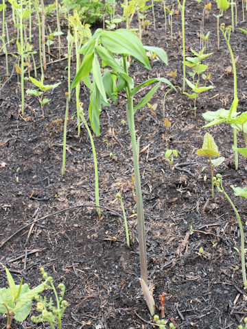 Polygonatum falcatum