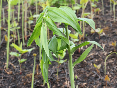 Polygonatum falcatum