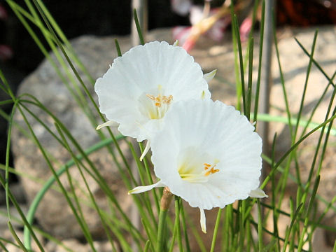Narcissus albidus var. zaianicus f. albus