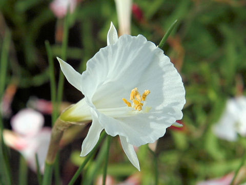 Narcissus albidus var. zaianicus f. albus