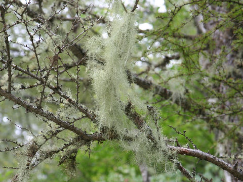 Usnea longissima