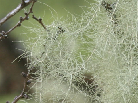 Usnea longissima