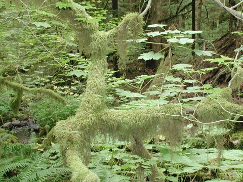 Usnea longissima