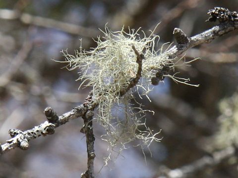 Usnea longissima