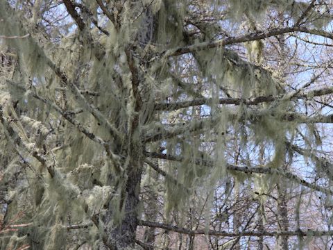 Usnea longissima