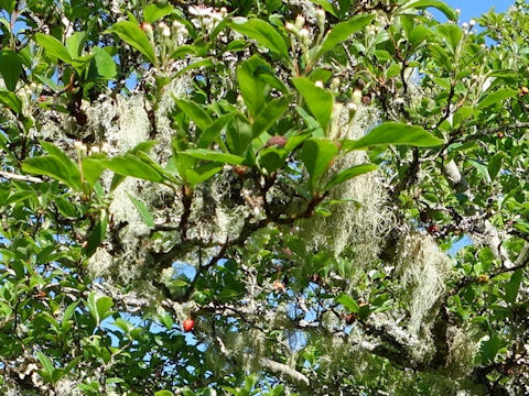 Usnea longissima