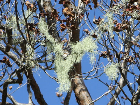 Usnea longissima