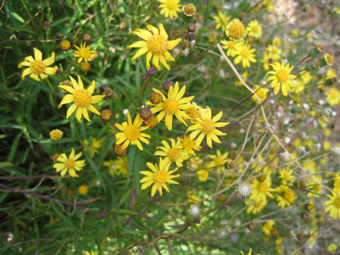 Senecio madagascariensis