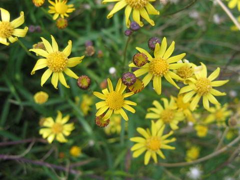 Senecio madagascariensis