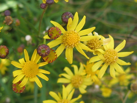 Senecio madagascariensis