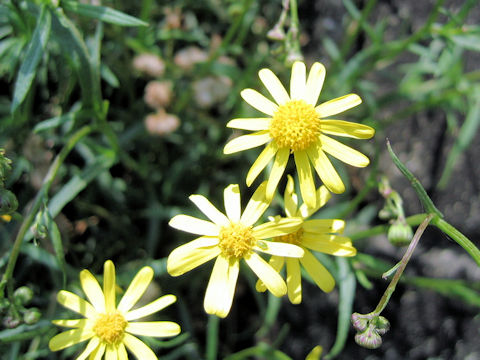 Senecio madagascariensis