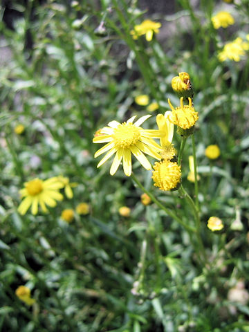 Senecio madagascariensis