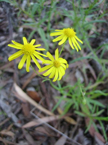 Senecio madagascariensis