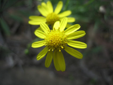 Senecio madagascariensis