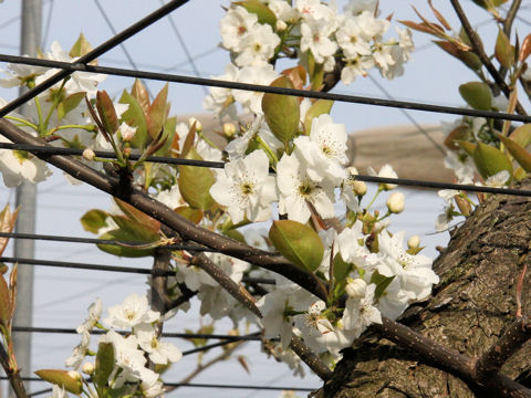 Pyrus pyrifolia var. culta