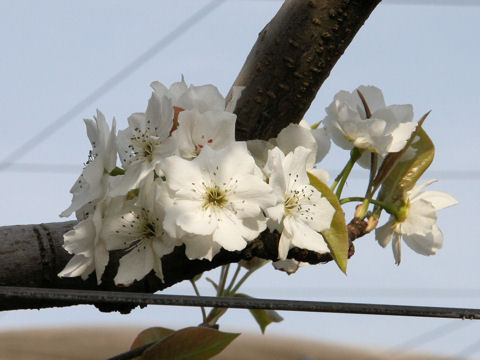 Pyrus pyrifolia var. culta