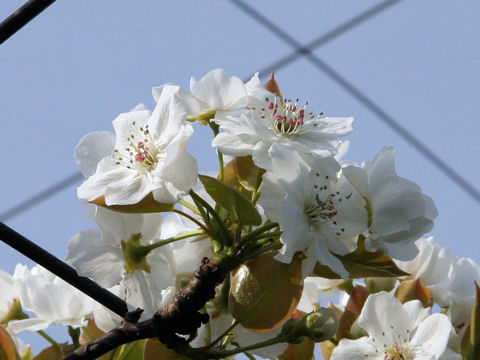 Pyrus pyrifolia var. culta