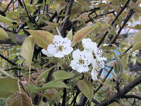 Pyrus pyrifolia var. culta