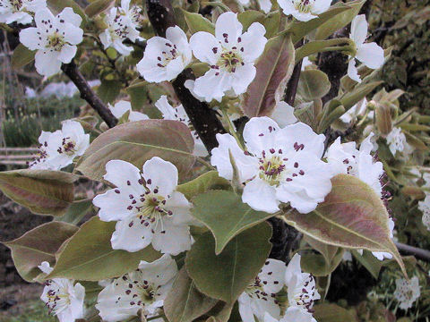 Pyrus pyrifolia var. culta