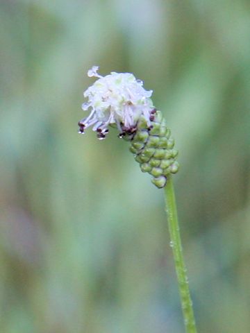 Sanguisorba tenuifolia var. alba