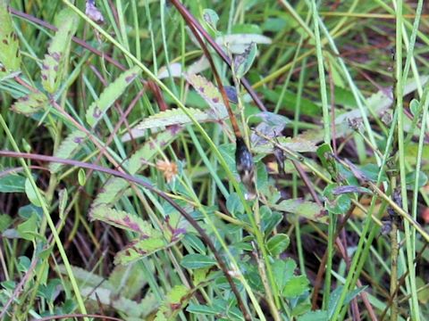 Sanguisorba tenuifolia var. alba