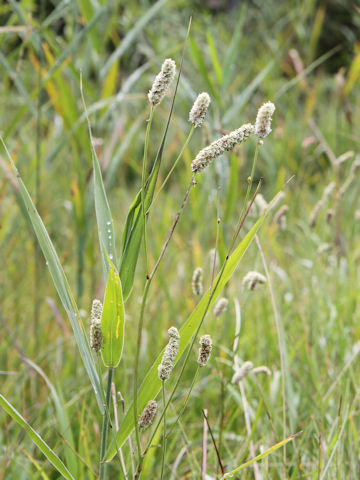 Sanguisorba tenuifolia var. alba