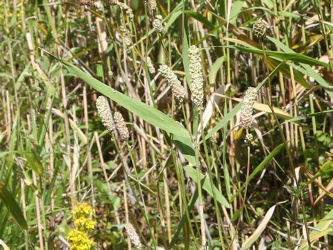 Sanguisorba tenuifolia var. alba