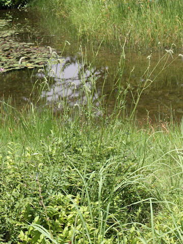 Sanguisorba tenuifolia var. alba