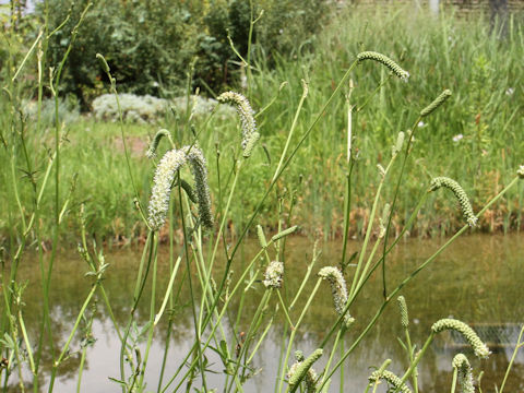 Sanguisorba tenuifolia var. alba