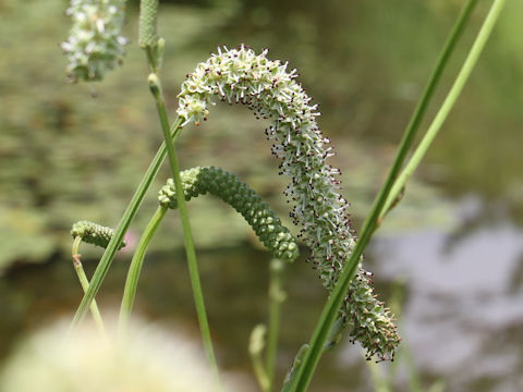 Sanguisorba tenuifolia var. alba