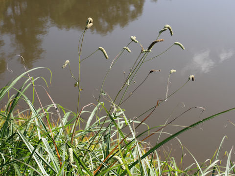 Sanguisorba tenuifolia var. alba