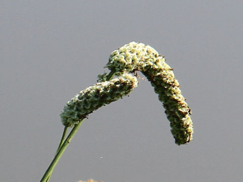 Sanguisorba tenuifolia var. alba