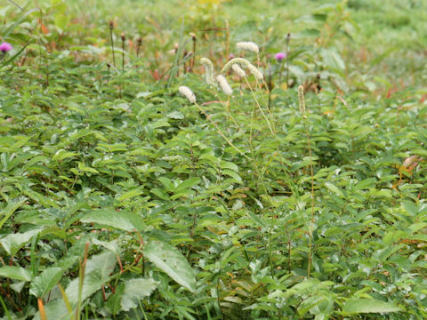 Sanguisorba tenuifolia var. alba