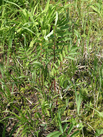 Sanguisorba tenuifolia var. alba