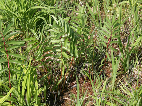 Sanguisorba tenuifolia var. alba